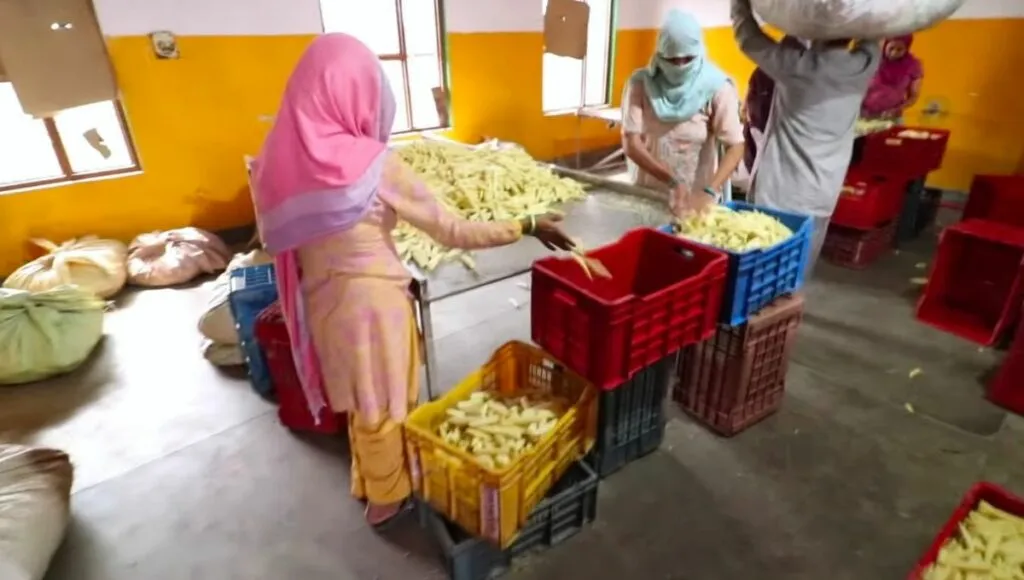 After harvesting baby corn, peel it off and keep it in a plastic basket, bag or container.<br />
