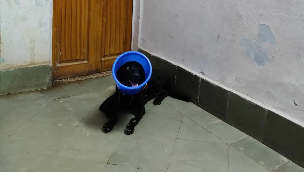 A rescued dog at Sonal's home