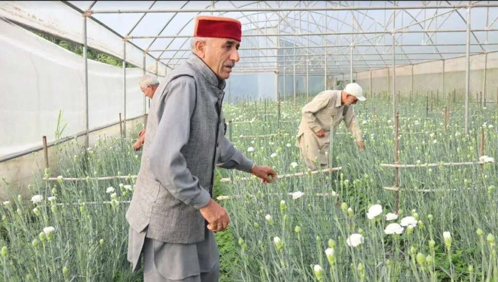 Om Prakash and Atma Swaroop pruning flowers in their fields