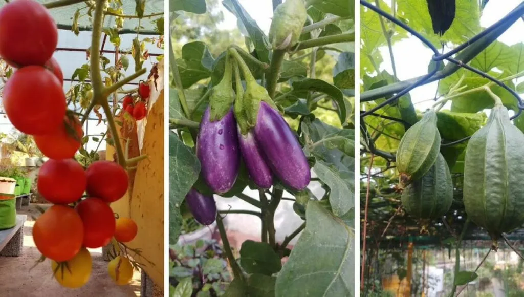 Some items from the rich terrace garden