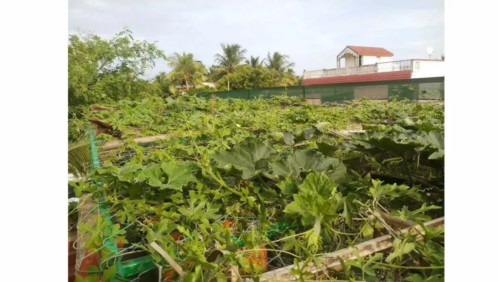 Thayumanavan’s terrace garden.