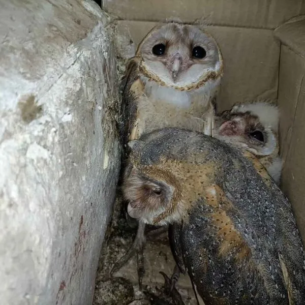 The owls rescued by Hariom Chaubey,