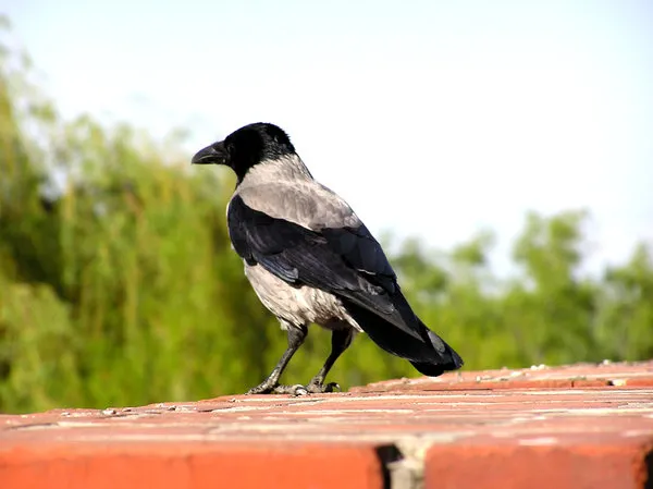 By putting glass on the walls, the birds do not get a place to sit.<br />
