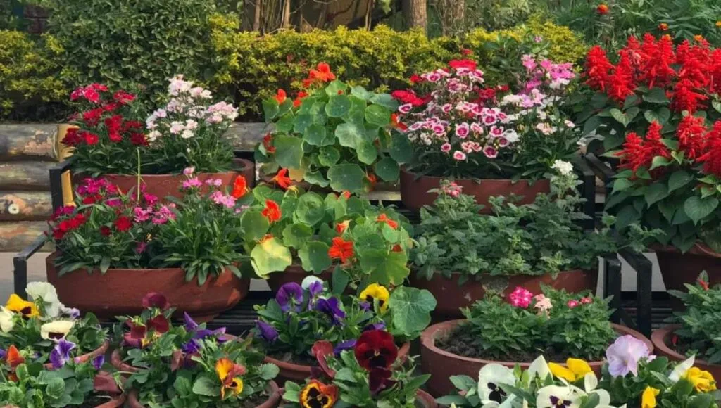 winter flowers<br />
