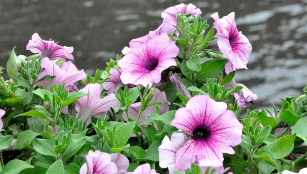 grow petunia in winters 