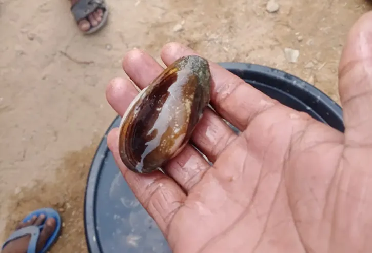 Seep in pearl farming 