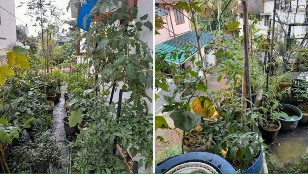 vegetable and spice garden 