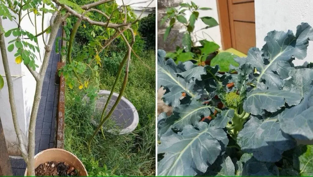 Garden around home 