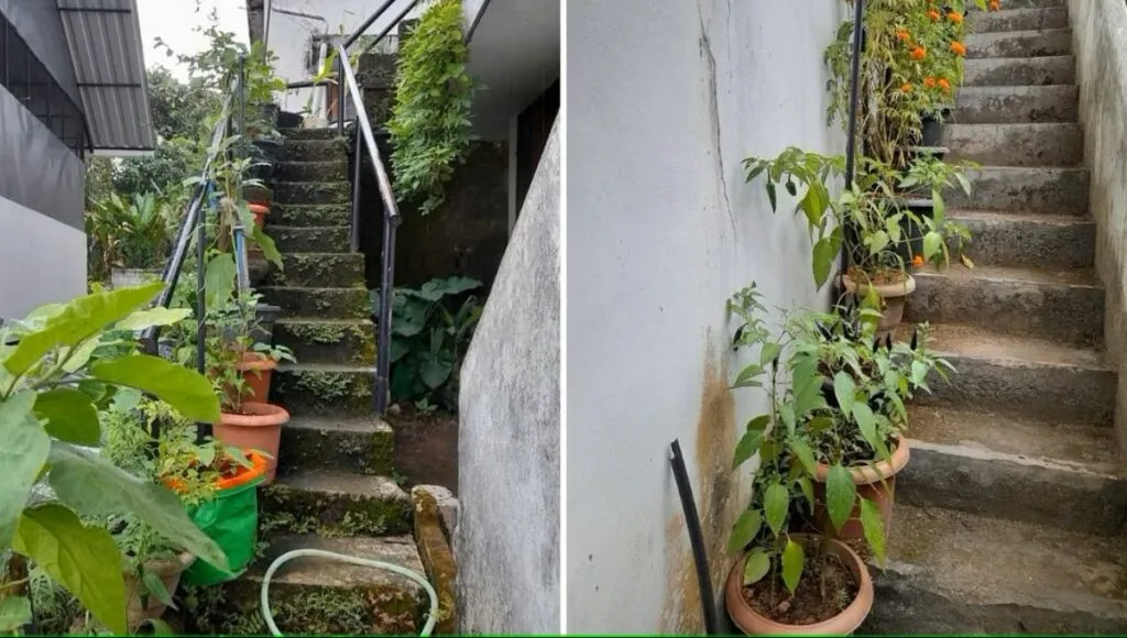 garden in Kerala 