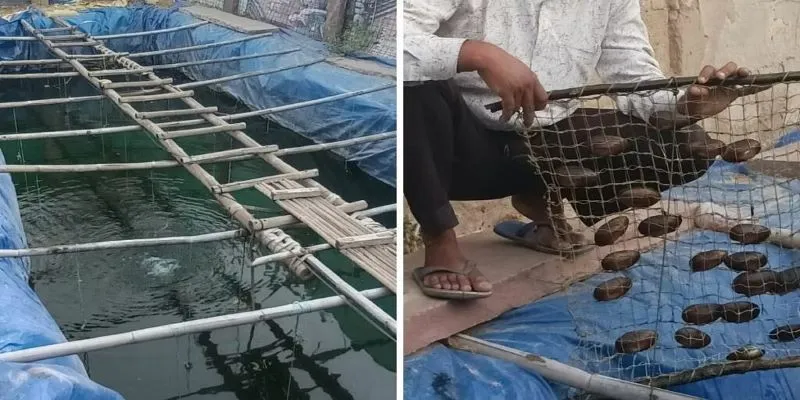 Raza Mohammad doing Pearl Farming 