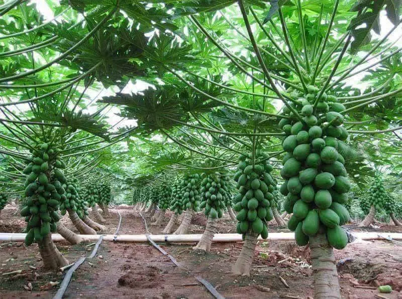 Papaya Farm 1 acre 