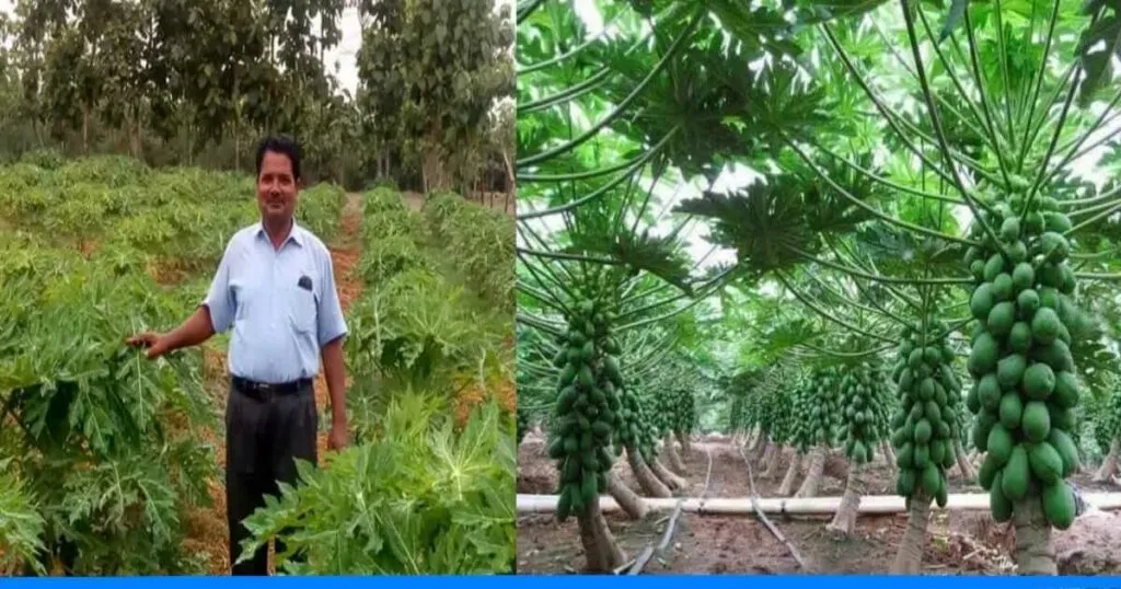 Ramnujan Tiwari in Papaya farm 