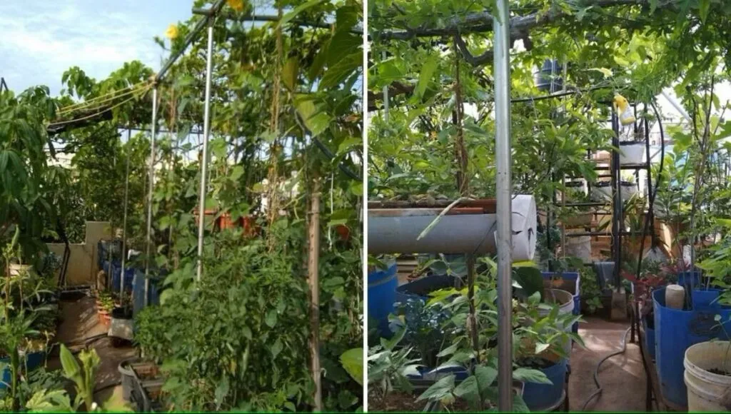 terrace garden 