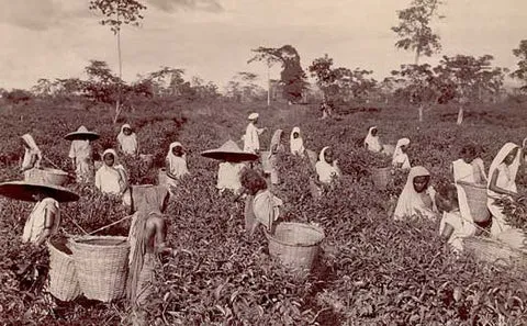Tea Plantation in India.