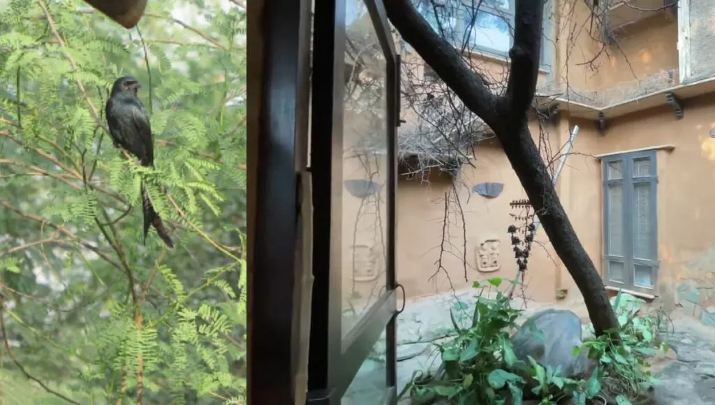 This mud house is surrounded by nature. Many kinds of birds and animals and trees are present here.