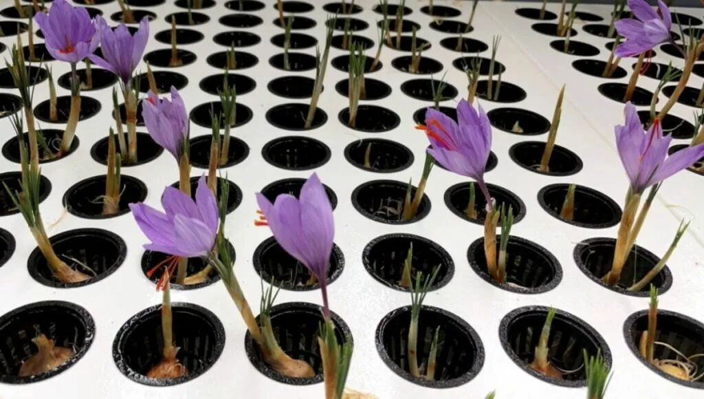 saffron Farming 