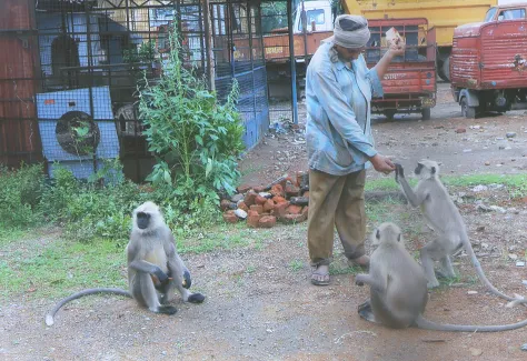 भैयालाल- बंदरो को खिलाते हुए 