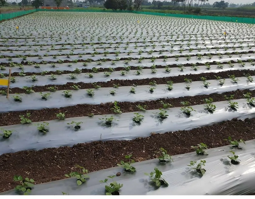 Mulching Technique for farming