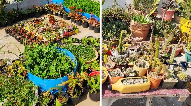 How to start your garden