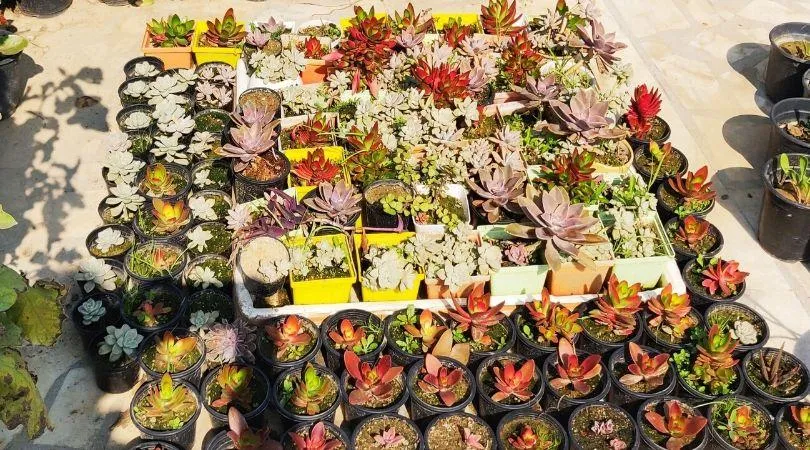 How to start your Garden
