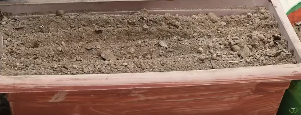 How to sow seeds
