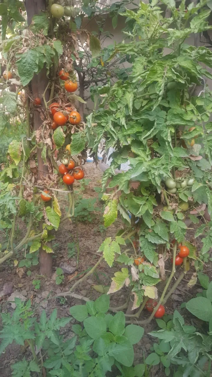 DIY Gardening Tips