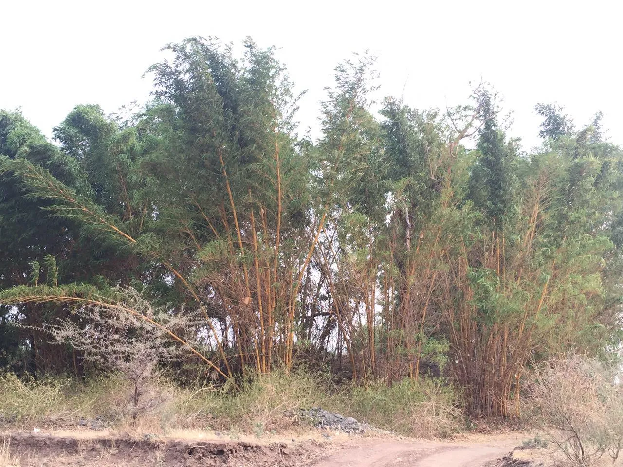Bamboo Farmer