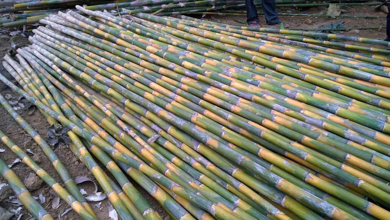 Bamboo Farming