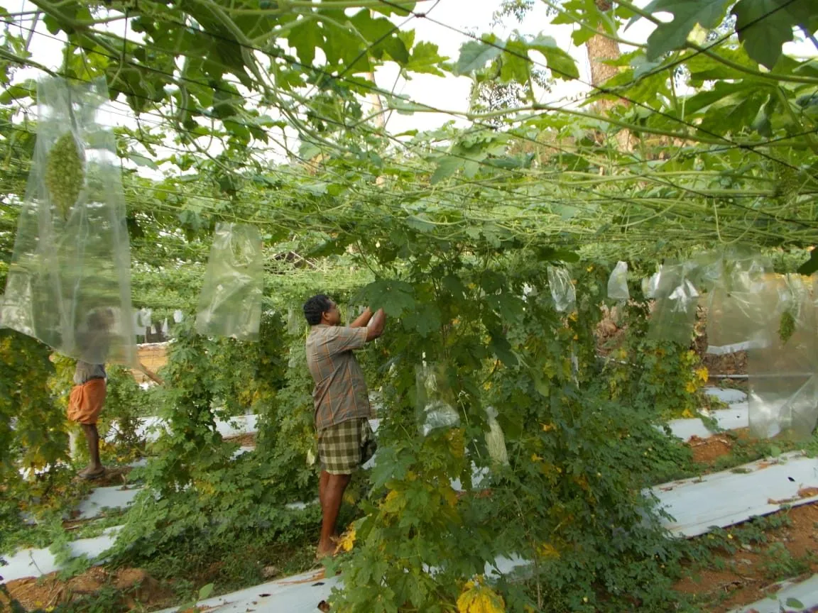 Kerala NRI Turns Farmer 