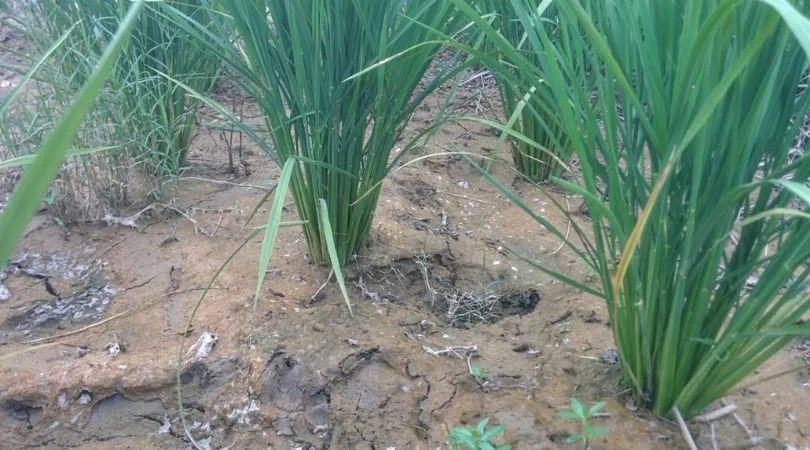 Engineer Turned Organic Farmer 