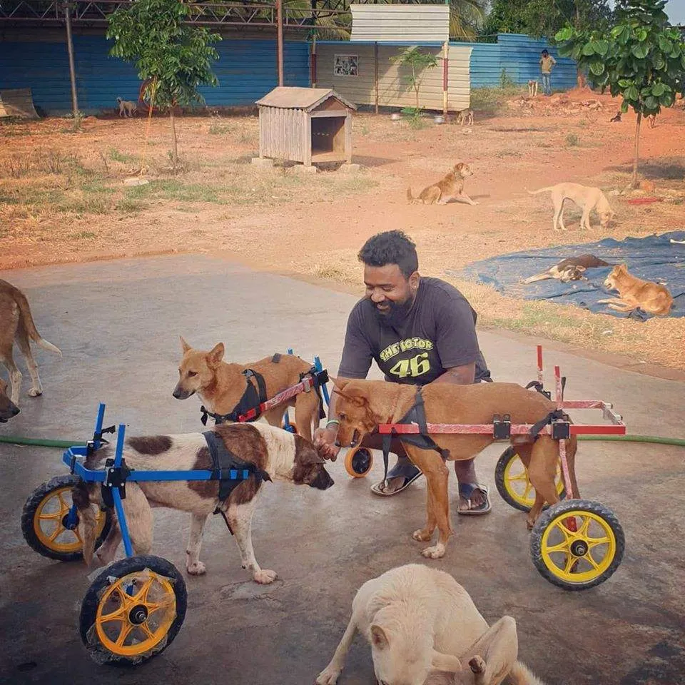 Heroes Helping Stray Animals 