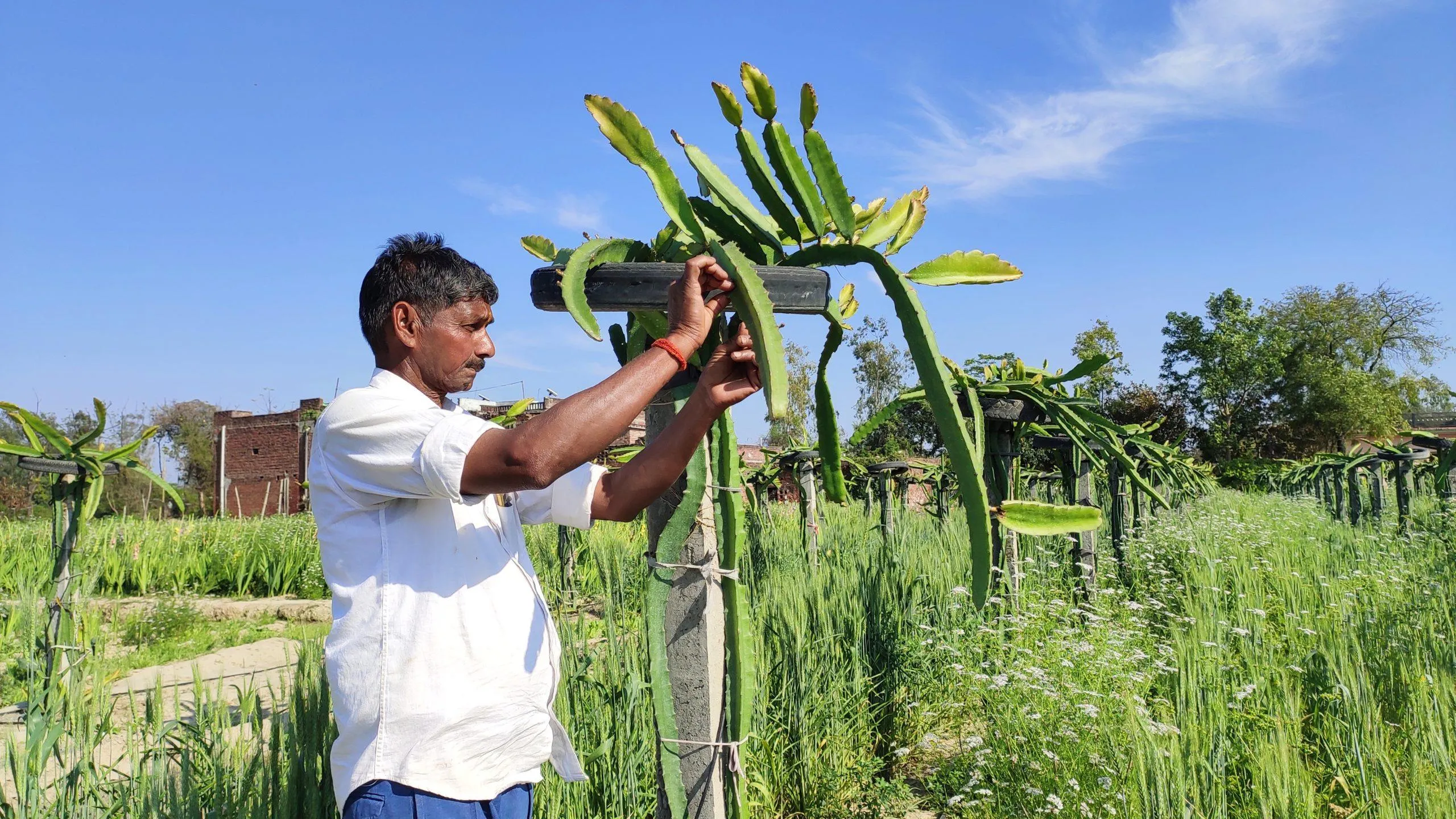 Uttar Pradesh farmer Growing Dragon Fruit