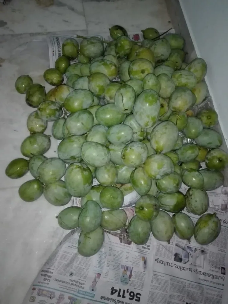 How to Grow Mango