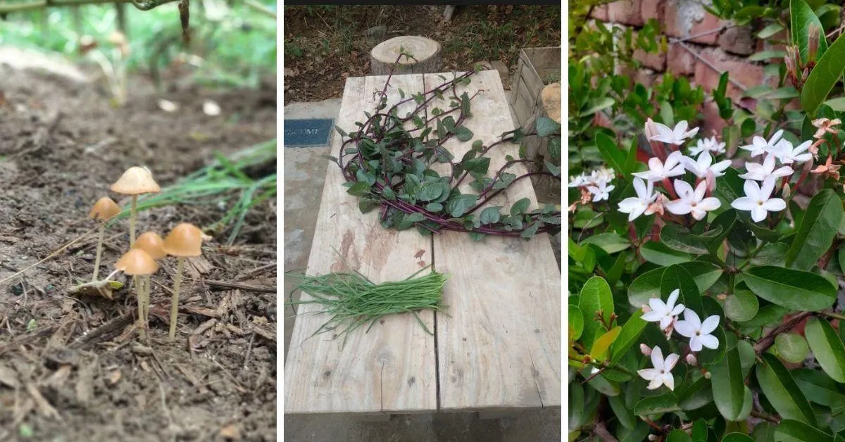 Grow your food forest