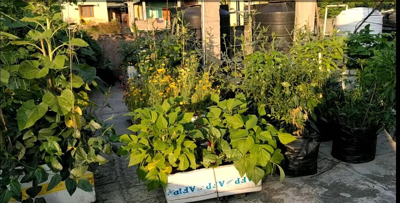 Assam Lawyer Growing Vegetables