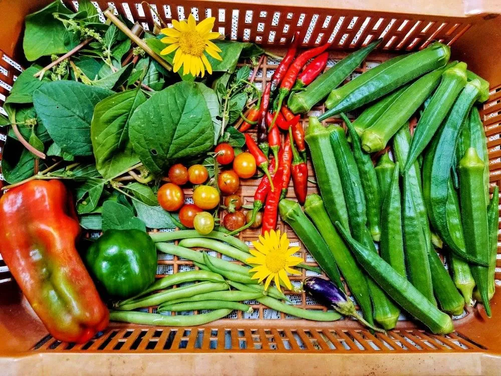 Assam Lawyer Growing Vegetables