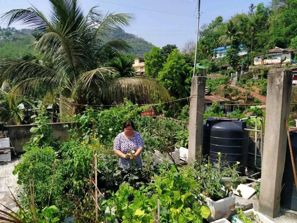 Assam Lawyer Growing Vegetables