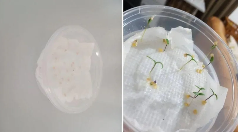 How to Grow Capsicum