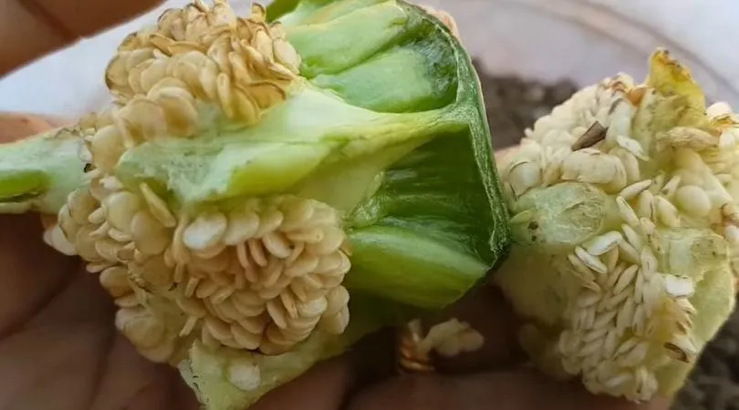 How to Grow Capsicum