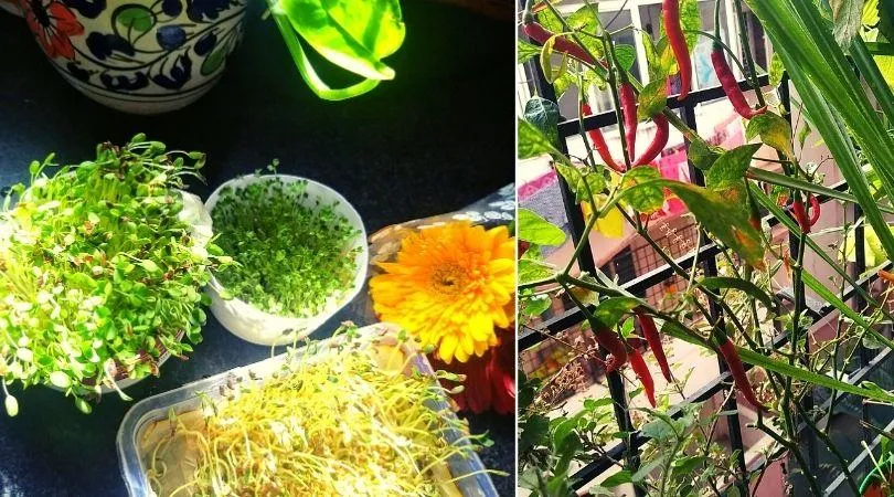 Balcony Garden