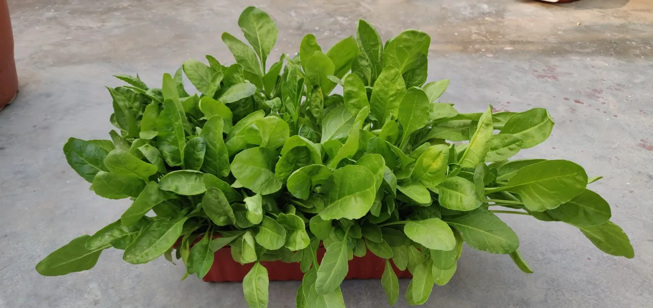 Grow Vegetables in November