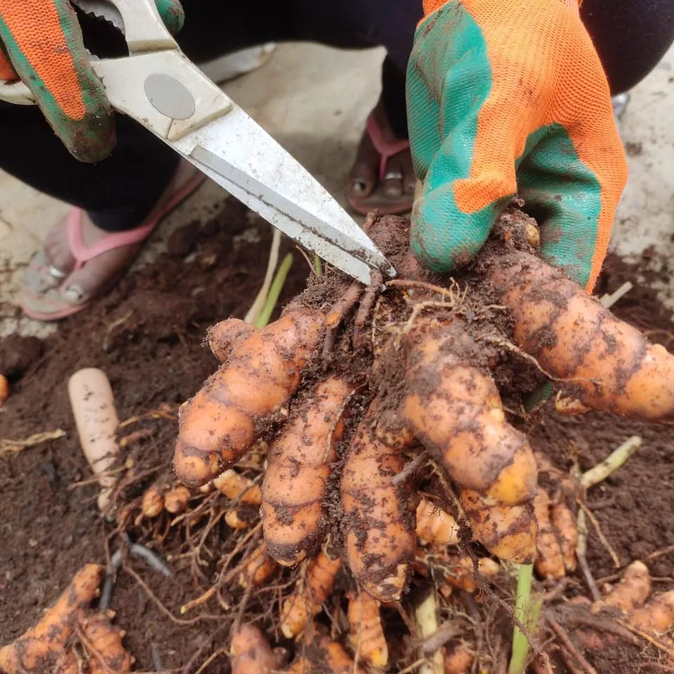 Grow Organic Turmeric