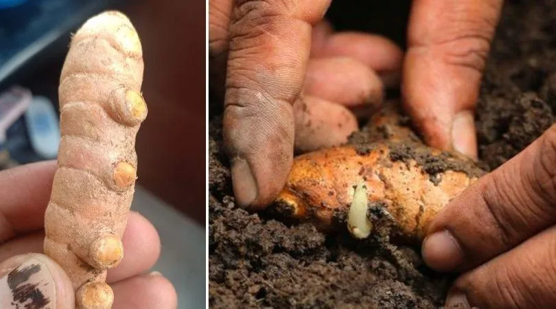 Grow Organic Turmeric