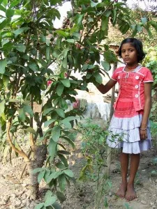  The daughters of Dharhara are treated as avatars of Goddess Lakshmi and inherit the fruit trees as they grow up. 