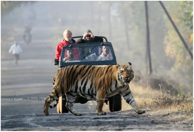 Award winning photograph of Tadoba Tiger reserve by Abhishek Yergude