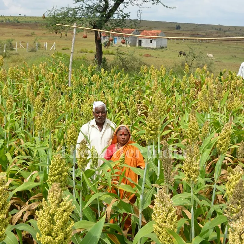 While others' crops failed, Ashok's farm flourished.