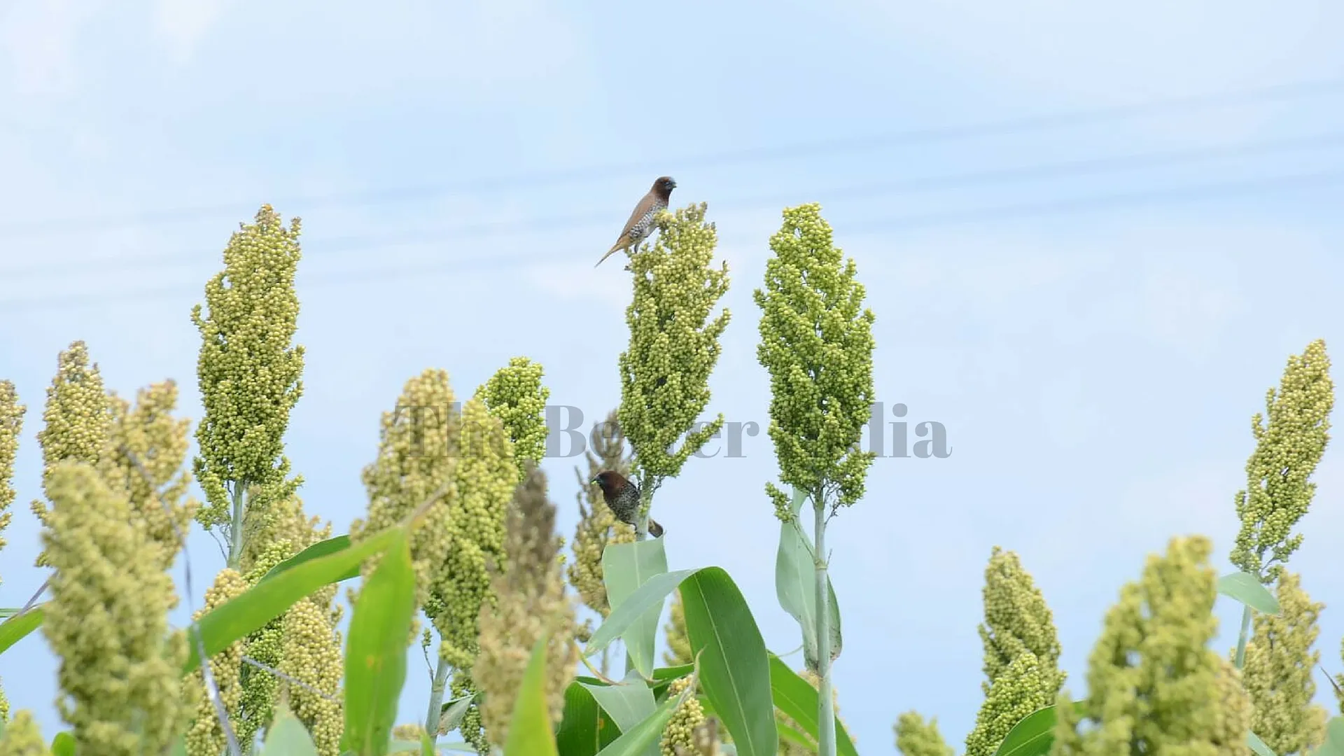 Crops have made their nest on a tree located in the middle of Ashok's small farm.