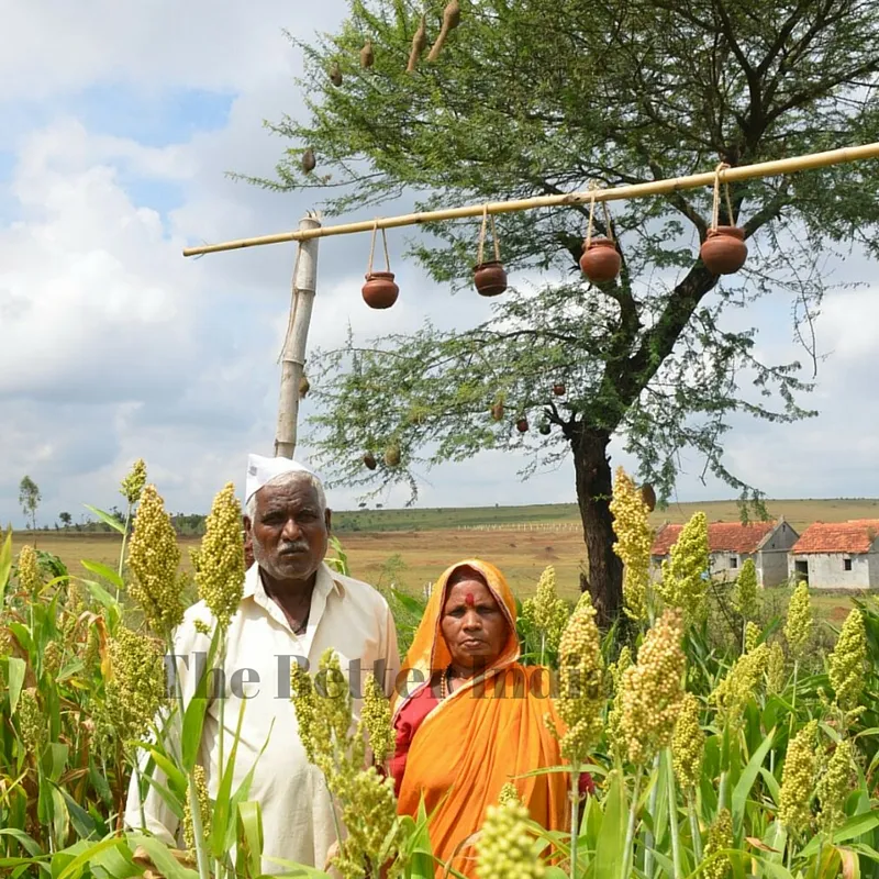Ashok has not put up any scarecrow in his farm and welcomes all the birds.