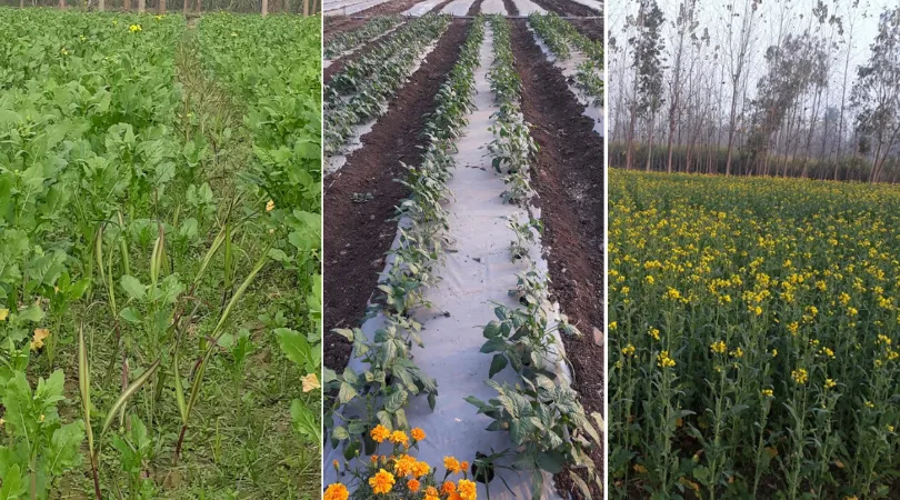 Multi-cropping, Relay cropping