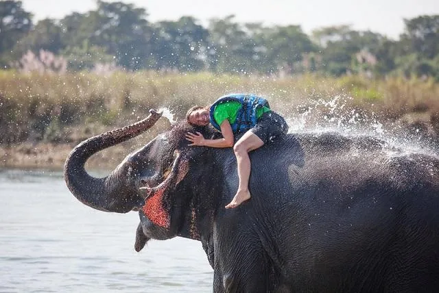 Elephants Help Humans 